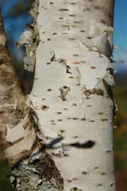 birch.jpg