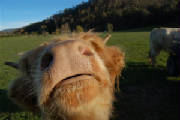 bonnose.jpg