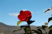 camellia.jpg