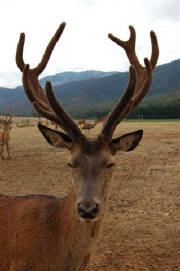 deer.jpg