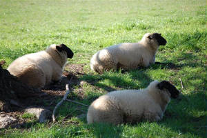 lazysheep.jpg