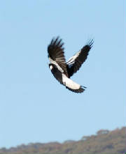 magpie.jpg