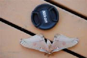 moth.jpg