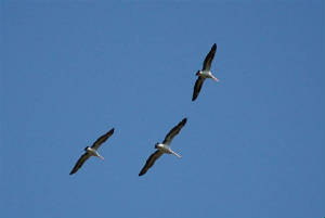 pelicans.jpg