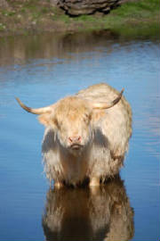 scottiedam.jpg