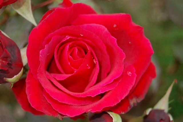 rosered.jpg
